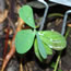 Baptisia leucantha